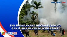 BNN Musnahkan 7 Hektare...