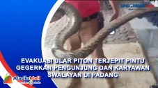 Evakuasi Ular Piton...