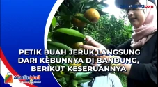Petik Buah Jeruk Langsung...