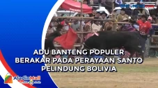Adu Banteng Populer...
