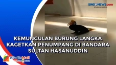 Kemunculan Burung Langka...