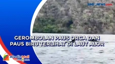 Gerombolan Paus Orca...