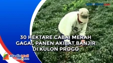 30 Hektare Cabai Merah...