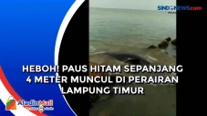 Heboh! Paus Hitam Sepanjang...
