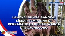 Langka! Bunga Bangkai...