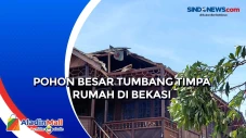 Pohon Besar Tumbang...