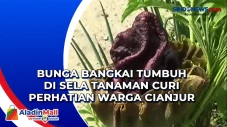 Bunga Bangkai Tumbuh...