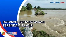 Ratusan Hektare Sawah...