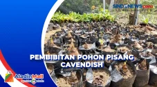 Meraup Untung dari Pembibitan...