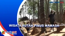 Wisata Hutan Pinus Mamasa,...