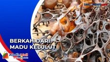 Mencari Untung dari...