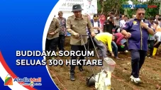Solok Selatan Budidaya...