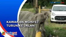 Mencari Makan, Ratusan...