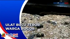 Teror Ulat Bulu di Permukiman,...