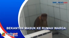 Bekantan Masuk Rumah...