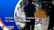 Ular Sanca 5 Meter yang...