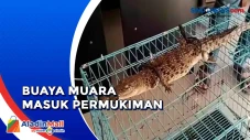 Warga Tangkap Buaya...