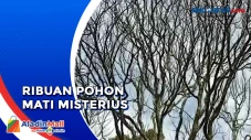 Ribuan Pohon Duku Kumpeh...