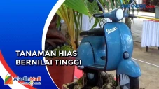 Mengintip Kreasi Bonsai...