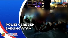 Lokasi Judi Sabung Ayam...