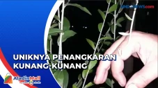 Unik! Inilah Penangkaran...