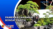 Pameran Koleksi Bonsai...