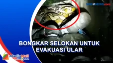 Ular Piton Bikin Warga...