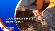 Ular Sanca Sepanjang...