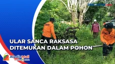 Ular Sanca Raksasa Sembunyi...