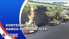 Ratusan Bonsai Ikuti...