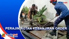 Ular Sanca di Kolam...