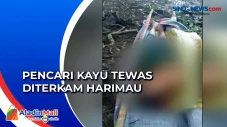 Kronologi Pencari Kayu...