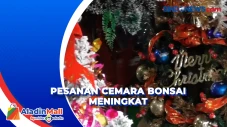Petani Pohon Cemara...