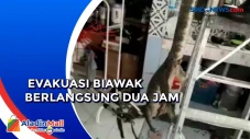 Sembunyi di Plafon Rumah,...