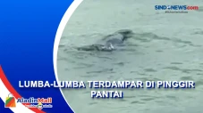 Lumba-Lumba Terdampar...