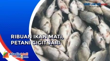 Ribuan Ikan di Waduk...