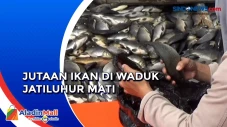 Jutaan Ikan di Waduk...