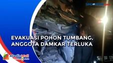 3 Mobil Tertimpa Pohon...