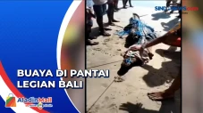 Penampakan Buaya yang...