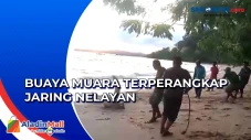 Buaya Muara Terperangkap...