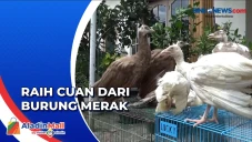 Pria di Medan Mendapat...