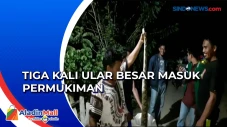 Cari Mangsa, Ular Piton...