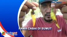 Cabai di Sumut Terserang...