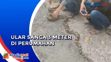 Heboh! Ular Sanca 3...