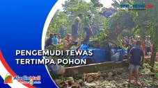 Pohon Tumbang Timpa...