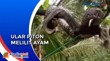 Ular Piton Sepanjang...