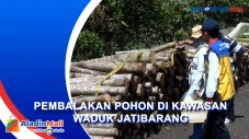 Curi Pohon di Wilayah...