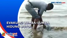 Dramatis, Evakuasi Lumba-Lumba...