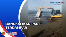 Bikin Heboh, Bangkai...