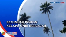 Sejumlah Pohon Kelapa...